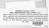 Boeremia exigua image